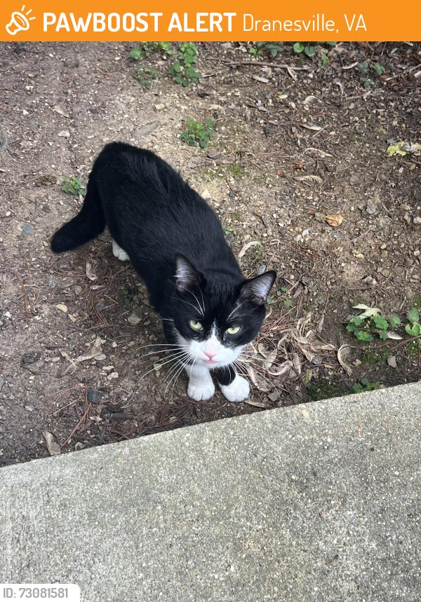 Found/Stray Male Cat last seen Kingstream community, Dranesville, VA 20170