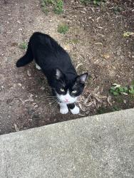 Found/Stray Male Cat last seen Kingstream community, Dranesville, VA 20170