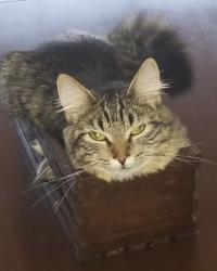 Reunited Female Cat last seen Touhy and Oriole, Chicago, IL 60656