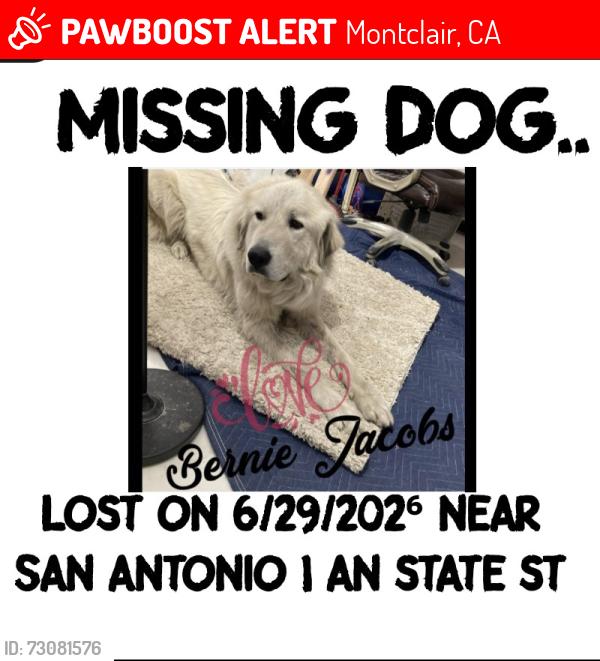 Lost Male Dog last seen State st an monte vista, Montclair, CA 91763