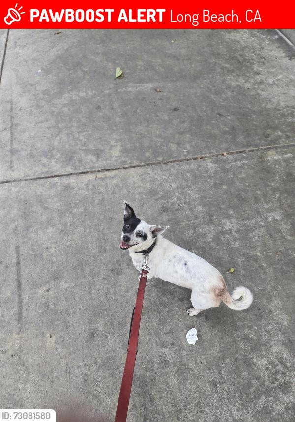 Lost Female Dog last seen Long Beach Blvd & Willow, Long Beach, CA 90806