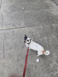 Lost Female Dog last seen Long Beach Blvd & Willow, Long Beach, CA 90806