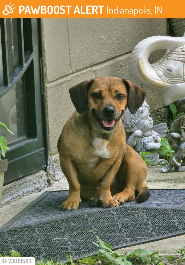 Found/Stray Unknown Dog last seen Wentworth Blvd and Kingbridge, Indianapolis, IN 46201