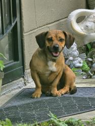 Found/Stray Unknown Dog last seen Wentworth Blvd and Kingbridge, Indianapolis, IN 46201
