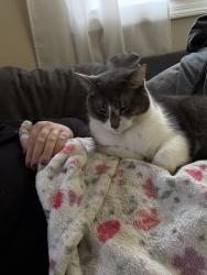 Reunited Female Cat last seen Portland Ave & Columbia Ave, Oglesby, IL 61348