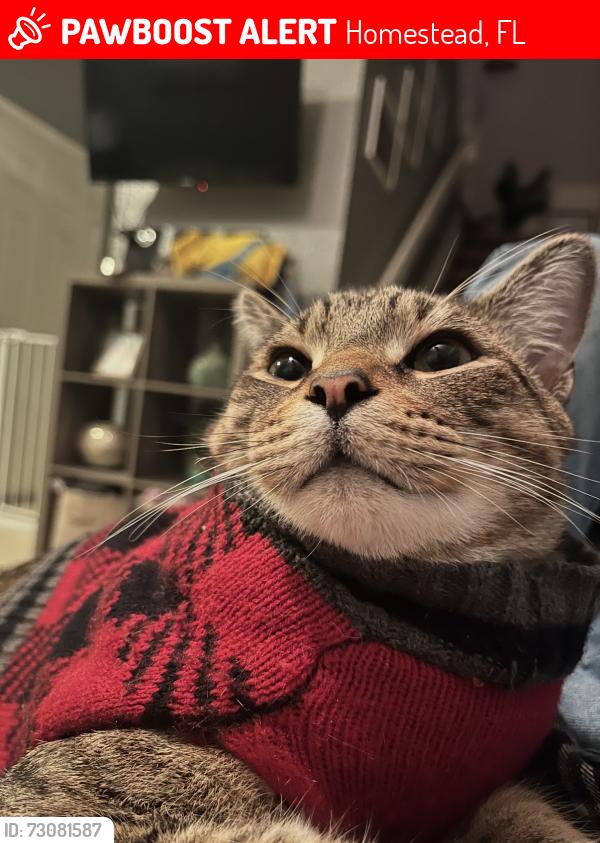 Lost Male Cat last seen The olivia apmts, Homestead, FL 33033