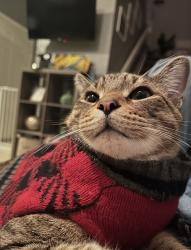 Lost Male Cat last seen The olivia apmts, Homestead, FL 33033