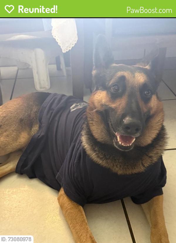 Reunited Male Dog last seen Perwinkle key drive, Ocoee, FL 34761