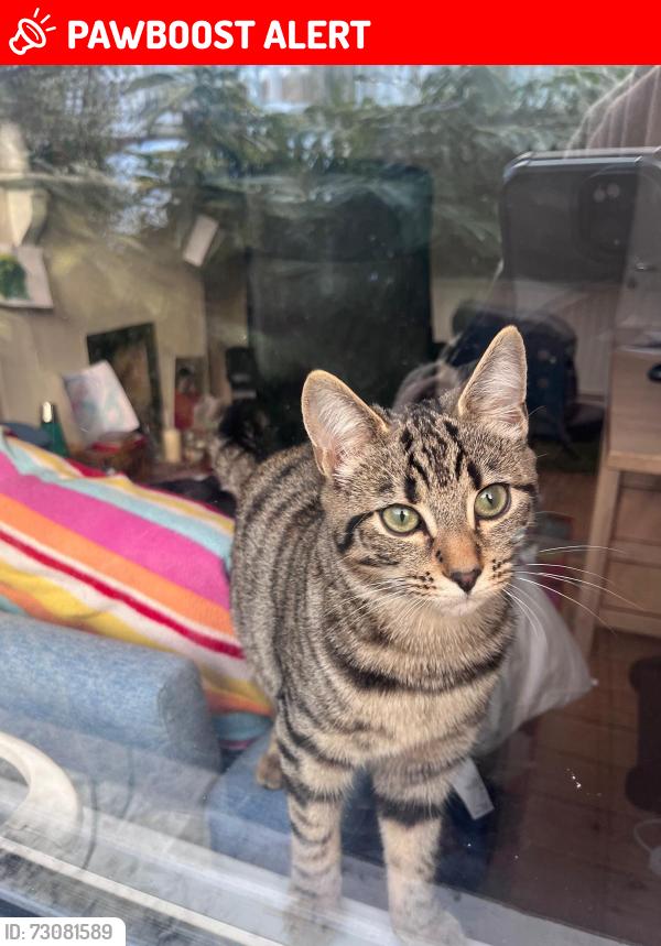 Lost Female Cat last seen TW1 1JT, Saint Margarets, England TW1 1JT