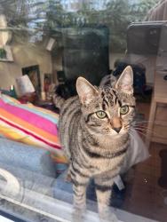 Lost Female Cat last seen TW1 1JT, Saint Margarets, England TW1 1JT