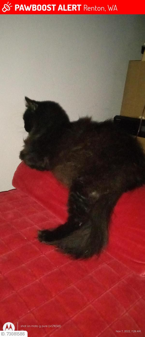 Lost Male Cat last seen Hillcrest lane n.e / Kirkland ave n.e, Renton, WA 98056