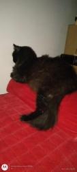 Lost Male Cat last seen Hillcrest lane n.e / Kirkland ave n.e, Renton, WA 98056