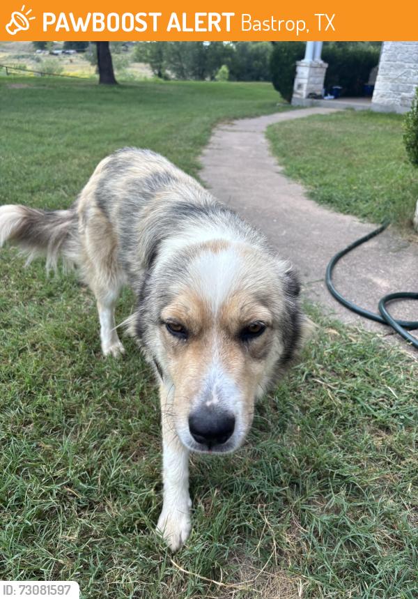 Found/Stray Female Dog last seen Shiloh Roas, Bastrop, TX 78602