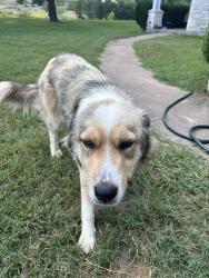 Found/Stray Female Dog last seen Shiloh Roas, Bastrop, TX 78602