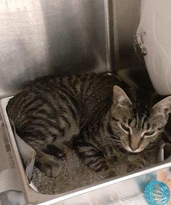 Shelter Stray Male Cat last seen Near Jefferson Ave, Newport News, VA, 5843 Jefferson Ave, Newport News, VA 23605, USA