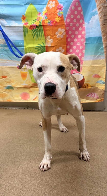 Shelter Stray Female Dog last seen Near Three and Twenty Rd, 29642, Anderson County, SC, 1320 US-29, Anderson, SC 29626, USA