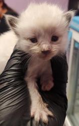 Shelter Stray Male Cat last seen Near Whitetail Dr, CITY of El Paso, TX, 5001 Fred Wilson Ave, El Paso, TX 79906, USA