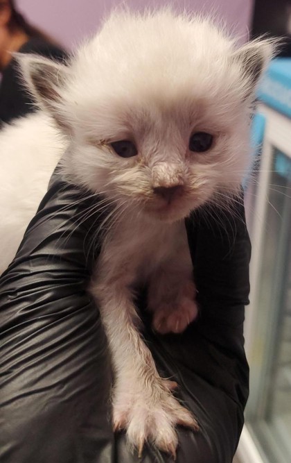 Shelter Stray Male Cat last seen Near Whitetail Dr, CITY of El Paso, TX, 5001 Fred Wilson Ave, El Paso, TX 79906, USA