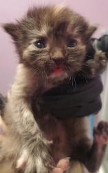 Shelter Stray Female Cat last seen Near Whitetail Dr, CITY of El Paso, TX, 5001 Fred Wilson Ave, El Paso, TX 79906, USA