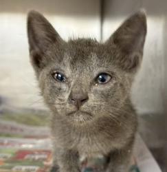 Shelter Stray Male Cat last seen Harvey / Earl Rudder, City of College Station, TX, 5359 Leonard Rd, Bryan, TX 77807, USA