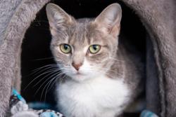 Shelter Stray Female Cat last seen Milton, 43605, OH, 827 Illinois Ave, Maumee, OH 43537, USA