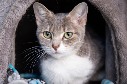 Shelter Stray Female Cat last seen Milton, 43605, OH, 827 Illinois Ave, Maumee, OH 43537, USA