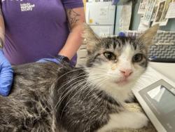 Shelter Stray Female Cat last seen Havre St Toledo 43609, Lucas County, OH, 827 Illinois Ave, Maumee, OH 43537, USA