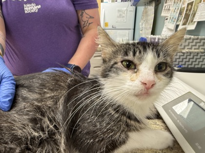 Shelter Stray Female Cat last seen Havre St Toledo 43609, Lucas County, OH, 827 Illinois Ave, Maumee, OH 43537, USA