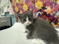Shelter Stray Male Cat last seen Havre St Toledo 43609, Lucas County, OH, 827 Illinois Ave, Maumee, OH 43537, USA