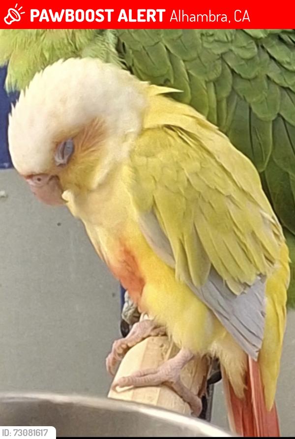 Lost Unknown Bird last seen Hidalgo Ave, Alhambra, CA 91801