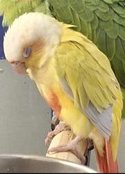 Lost Unknown Bird last seen Hidalgo Ave, Alhambra, CA 91801