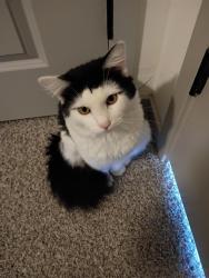Found/Stray Male Cat last seen Cried for a week outside my neibors door, took it in, 1161 EOniel Dr, Casa Grande, AZ 85122