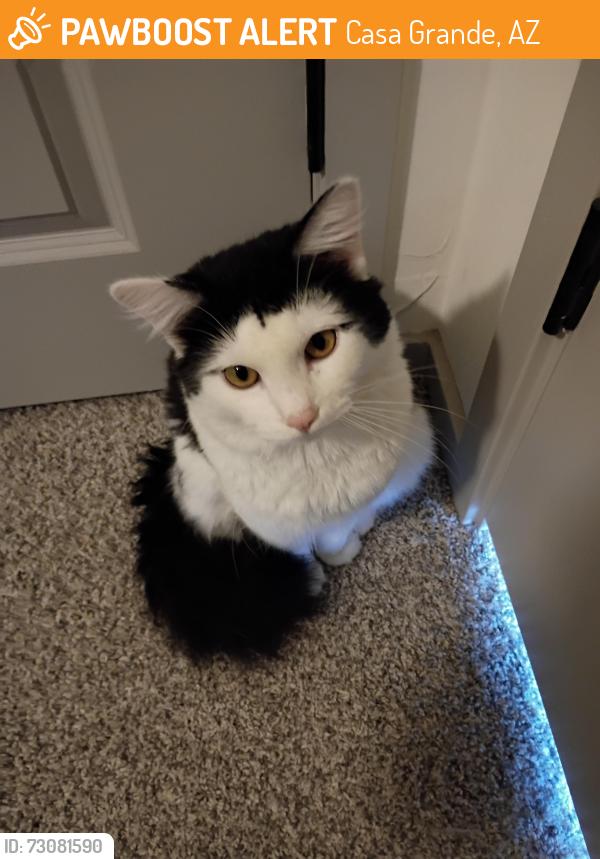 Found/Stray Male Cat last seen Cried for a week outside my neibors door, took it in, 1161 EOniel Dr, Casa Grande, AZ 85122