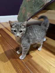 Reunited Male Cat last seen Lago Mars Villa 3, Miami, FL 33193