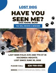 Lost Male Dog last seen Palm Ave & 7th St, Hacienda Heights, CA 91745