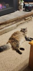 Lost Female Cat last seen Windham Crescent /Sandringham , Clarington, ON 