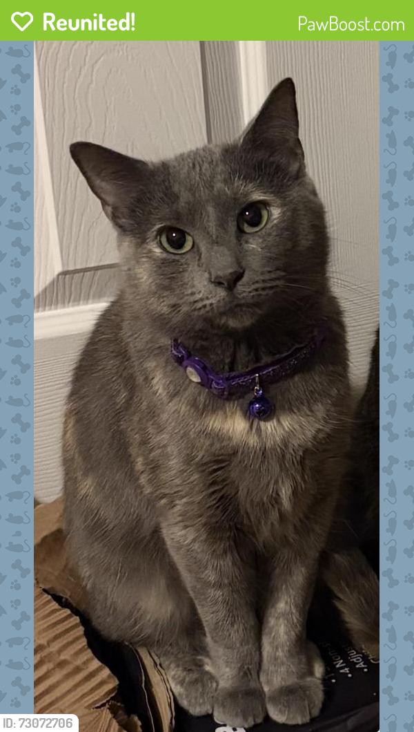 Reunited Female Cat last seen Fairfield and Le Moyne , Chicago, IL 60622
