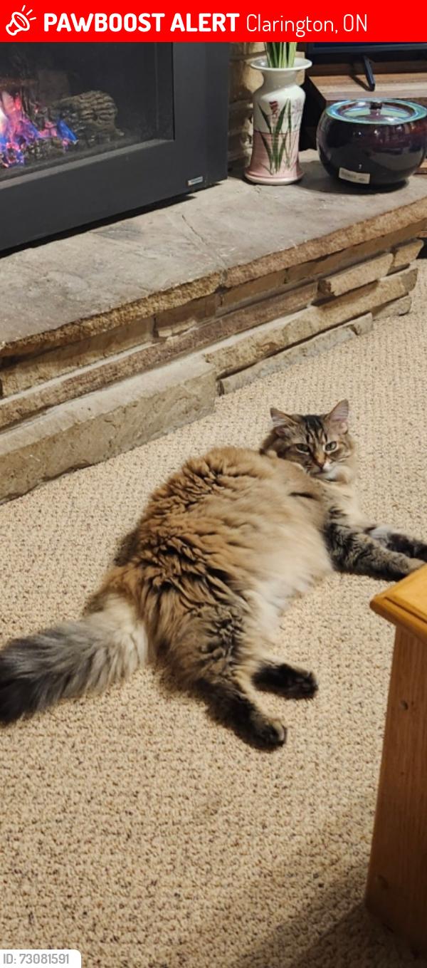 Lost Female Cat last seen Windham Crescent /Sandringham , Clarington, ON 