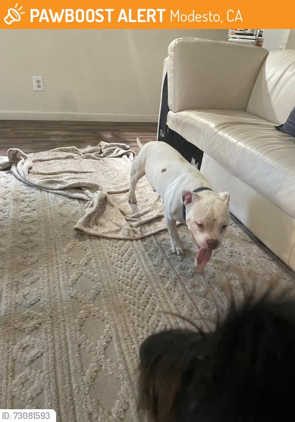 Found/Stray Male Dog last seen McClure road near Yosemite, Modesto, CA 95354