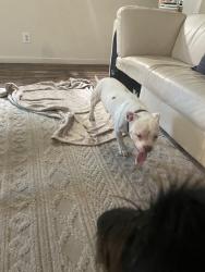 Found/Stray Male Dog last seen McClure road near Yosemite, Modesto, CA 95354