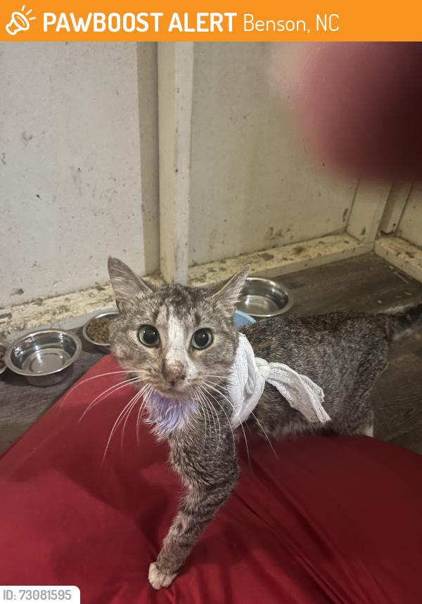 Found/Stray Female Cat last seen Possibly Dunn area, Benson, NC 27504