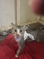 Found/Stray Female Cat last seen Possibly Dunn area, Benson, NC 27504