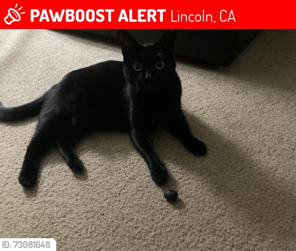 Lost Female Cat last seen Downing Circle & Joiner Parkway, Lincoln, CA 95648