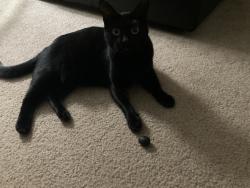 Lost Female Cat last seen Downing Circle & Joiner Parkway, Lincoln, CA 95648