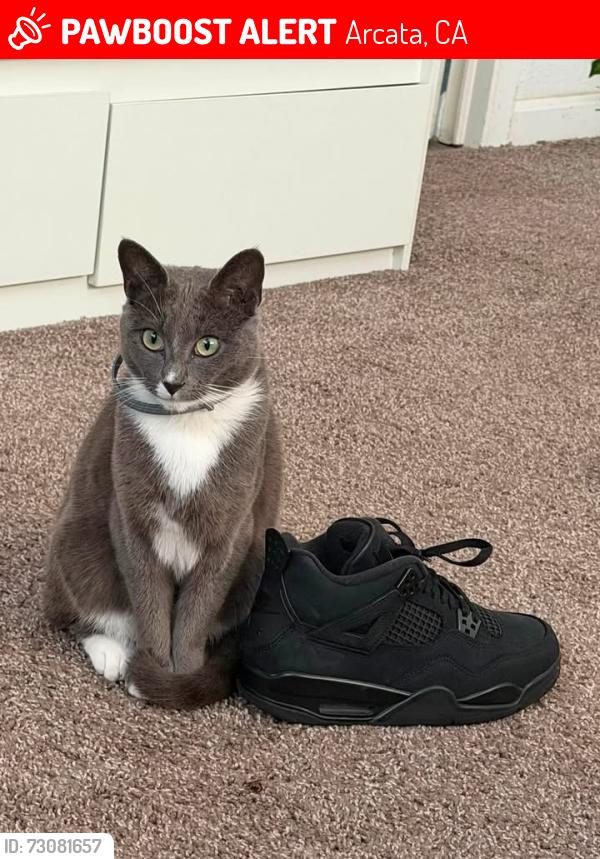 Lost Female Cat last seen Town and country mobile villa, Arcata, CA 95521