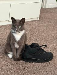 Lost Female Cat last seen Town and country mobile villa, Arcata, CA 95521