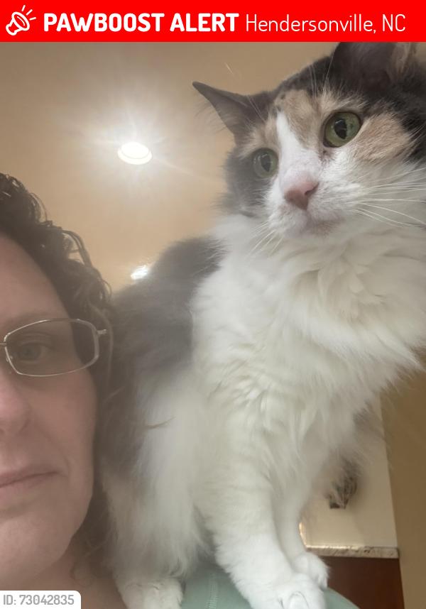 Lost Female Cat last seen Near corner of Blythe St. and Hwy 64, Hendersonville, NC 28791
