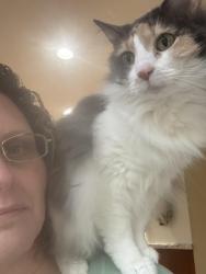 Lost Female Cat last seen Near corner of Blythe St. and Hwy 64, Hendersonville, NC 28791