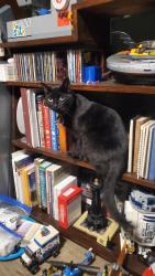 Lost Female Cat last seen Midland Rd and Altamont Rd, San Leandro, CA 94578
