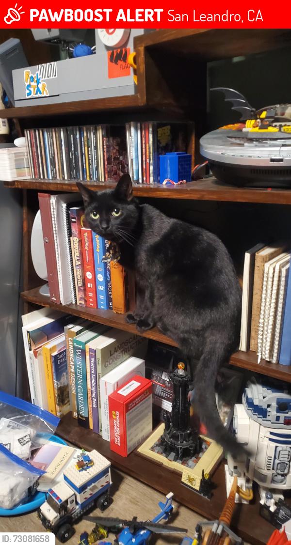 Lost Female Cat last seen Midland Rd and Altamont Rd, San Leandro, CA 94578